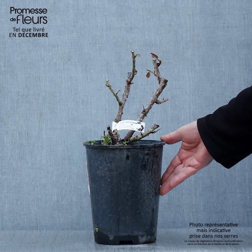 Spécimen de Rosier à fleurs groupées Aline Mayrisch Rose Pot de 4L/5L tel que livré en automne