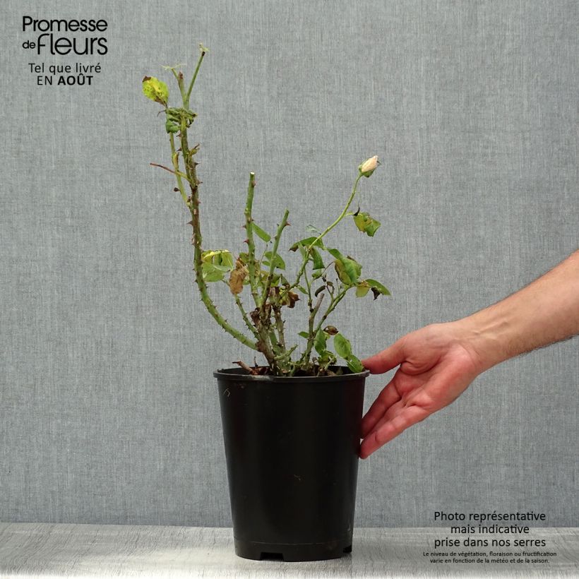 Spécimen de Rosier à fleurs groupées Aline Mayrisch Rose Pot de 4L/5L tel que livré en été