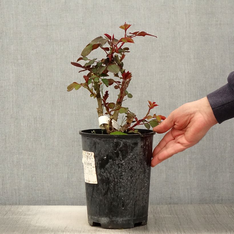 Spécimen de Rosier à fleurs groupées Aline Mayrisch Rose - pot de 4L/5L tel que livré au printemps
