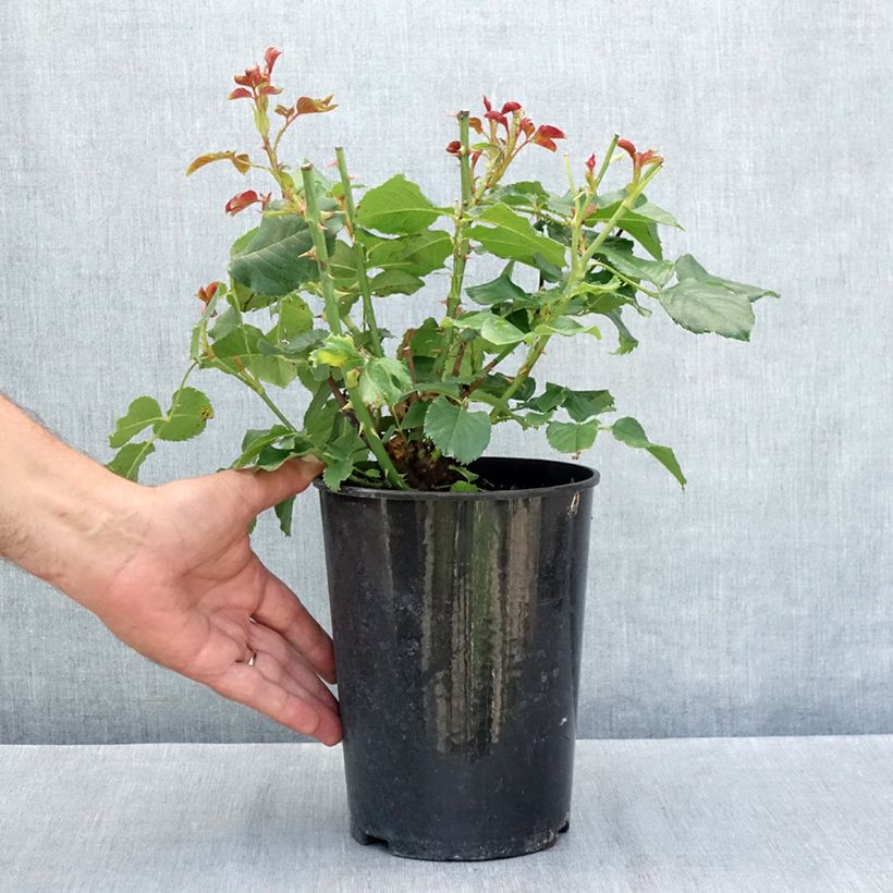 Spécimen de Rosier à fleurs groupées Amber Queen Pot de 2L/3L tel que livré en été