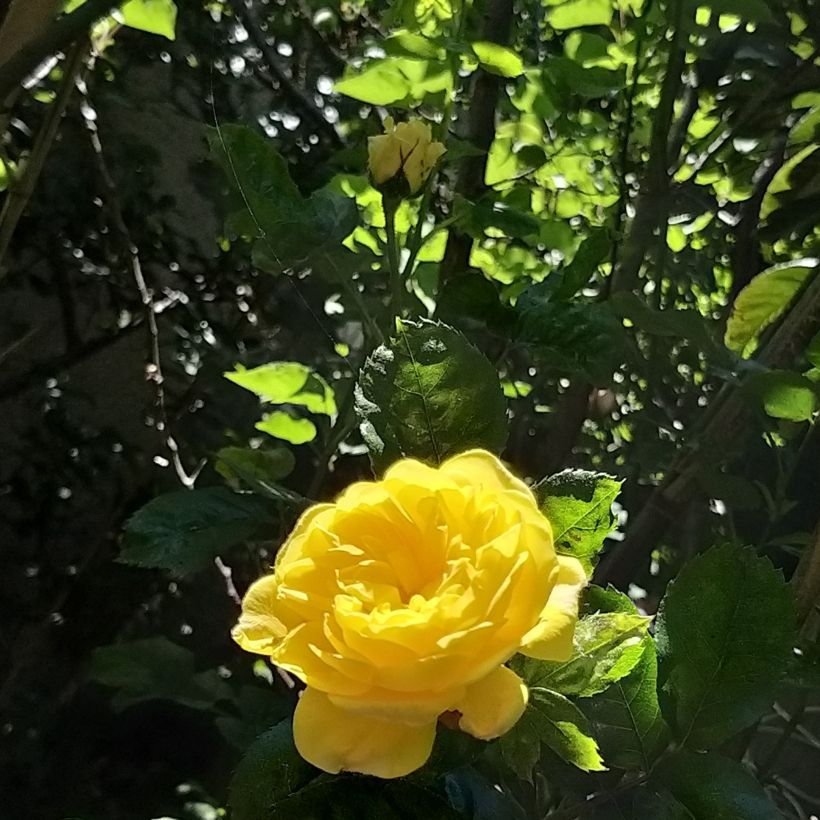 Rosier à fleurs groupées Anny Duperey (Floraison)