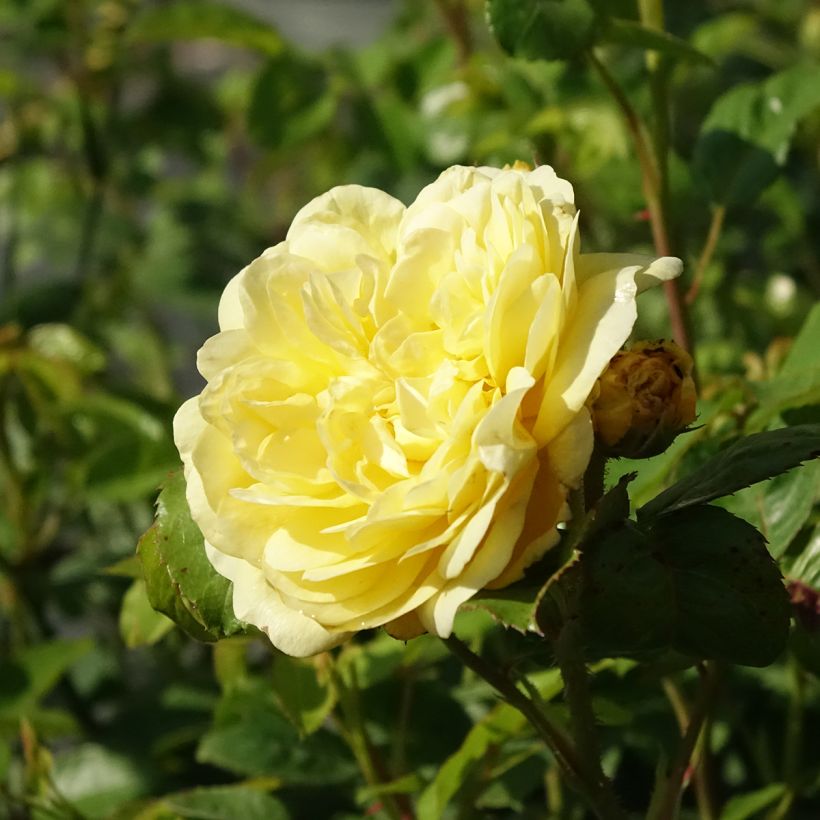Rosier à fleurs groupées Anny Duperey (Floraison)