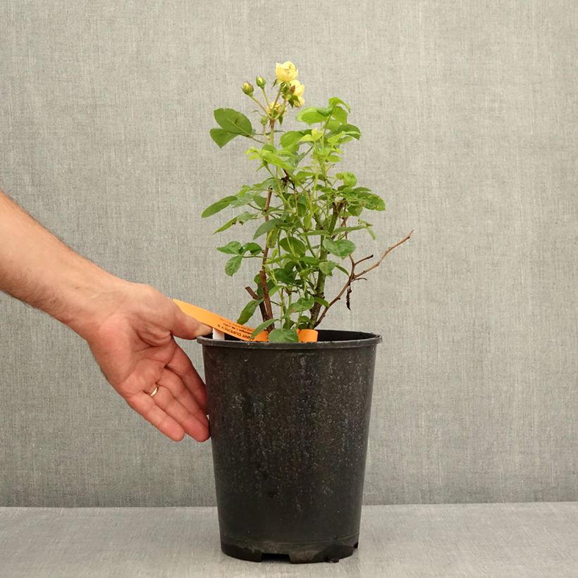 Spécimen de Rosier à fleurs groupées Anny Duperey Pot de 4L/5L tel que livré en été