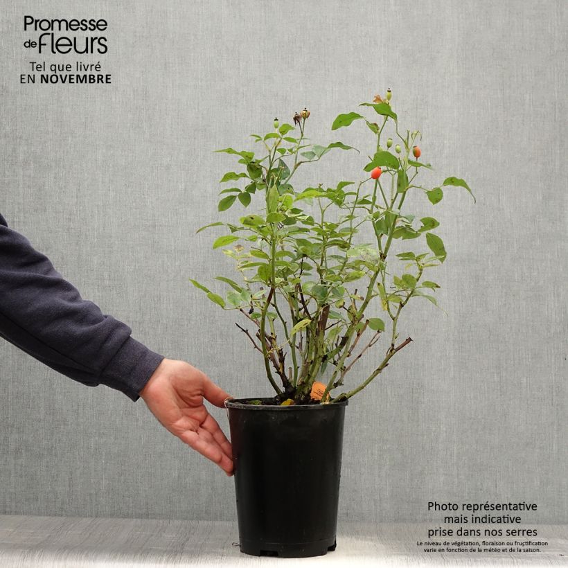 Spécimen de Rosier à fleurs groupées Astronomia Pot de 4L/5L tel que livré en automne