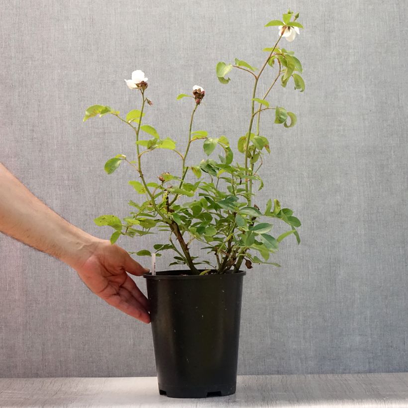 Spécimen de Rosier à fleurs groupées Astronomia Pot de 4L/5L tel que livré en été