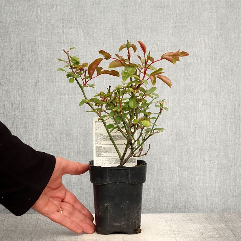 Spécimen de Rosier à fleurs groupées Astronomia - Pot de 10 cm/11cm tel que livré au printemps