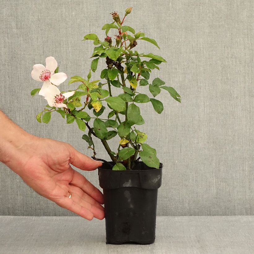 Spécimen de Rosier à fleurs groupées Astronomia Pot de 10 cm/11cm, Issu de bouture tel que livré en été