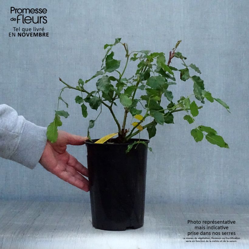 Spécimen de Rosier à fleurs groupées Bentheimer Gold Pot de 2L/3L tel que livré en automne