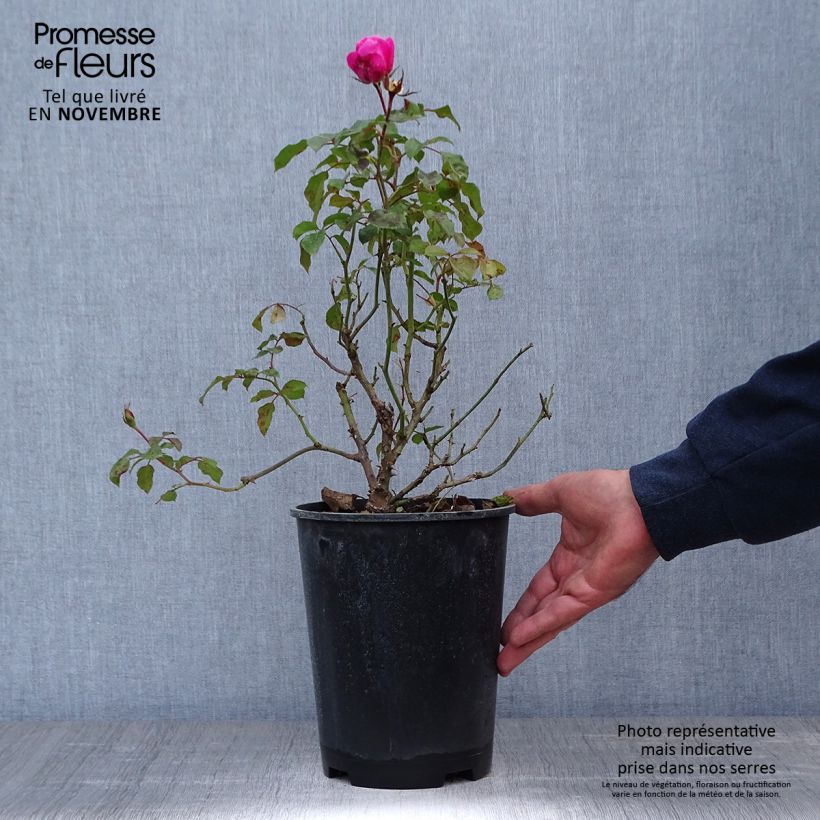 Spécimen de Rosier à fleurs groupées Berleburg Pot de 3L/4L tel que livré en automne