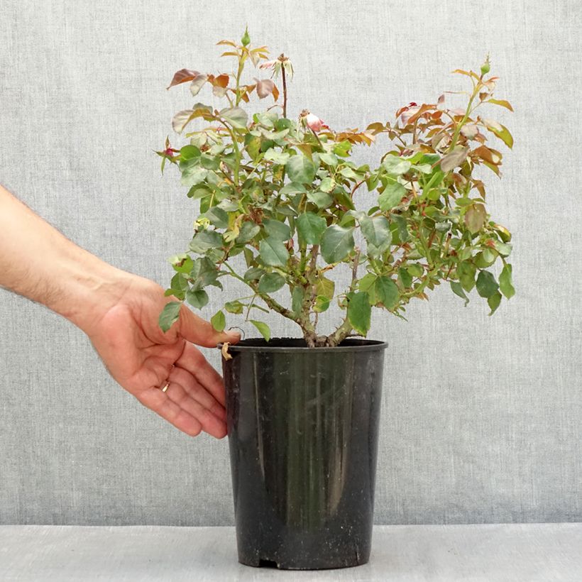 Spécimen de Rosier à fleurs groupées Berleburg Pot de 3L/4L tel que livré en été
