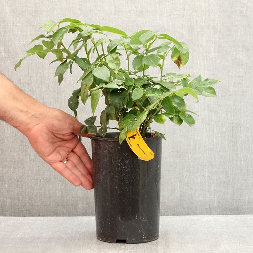 Spécimen de Rosier à fleurs groupées Bernstein Rose Pot de 2L/3L tel que livré en été