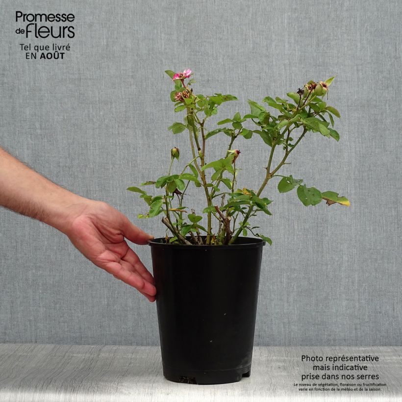 Spécimen de Rosier à fleurs groupées Bluebell Pot de 4L/5L tel que livré en été