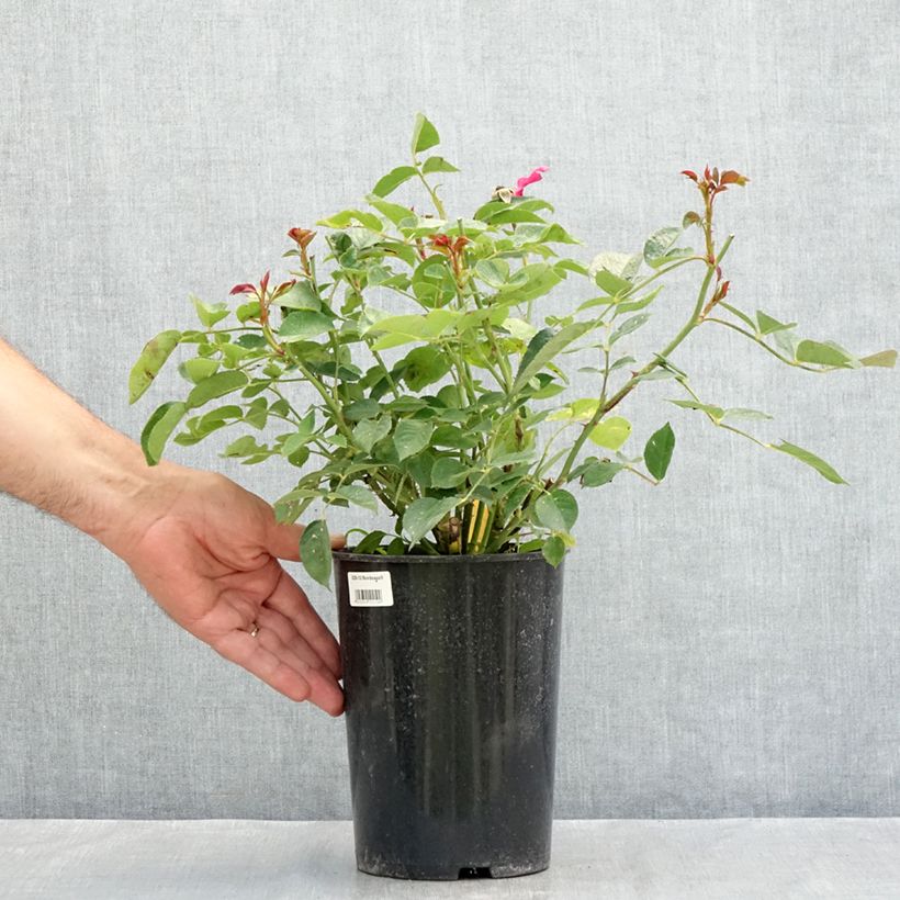 Spécimen de Rosier à fleurs groupées Bordeaux Pot de 4L/5L tel que livré en été