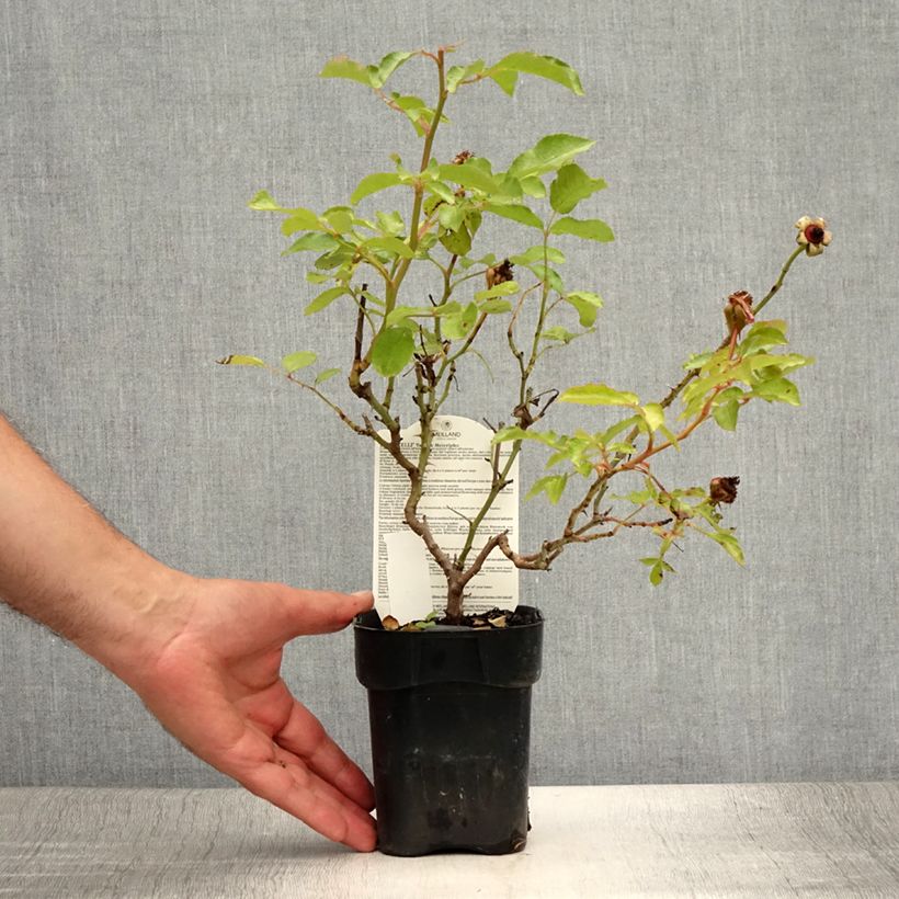 Spécimen de Rosier à fleurs groupées Botticelli Pot de 10 cm/11cm, Issu de bouture tel que livré en été
