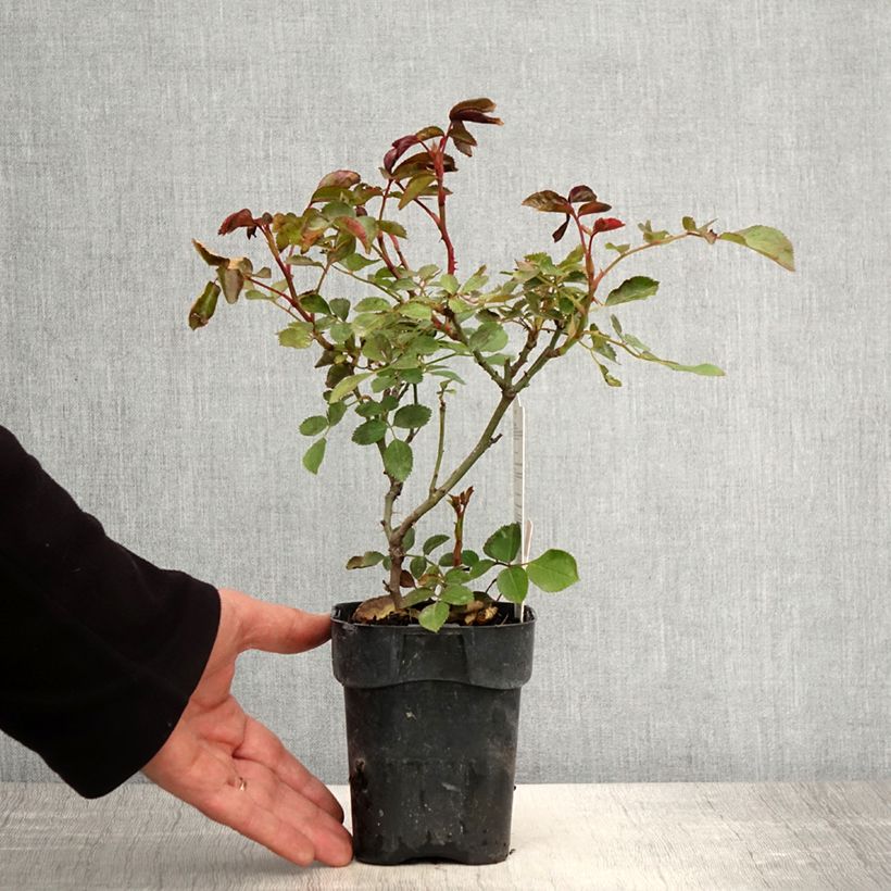 Spécimen de Rosier à fleurs groupées Botticelli - Pot de 10 cm/11cm tel que livré au printemps