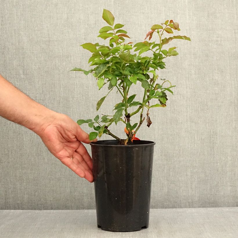 Spécimen de Rosier à fleurs groupées Botticelli Pot de 4L/5L tel que livré en été