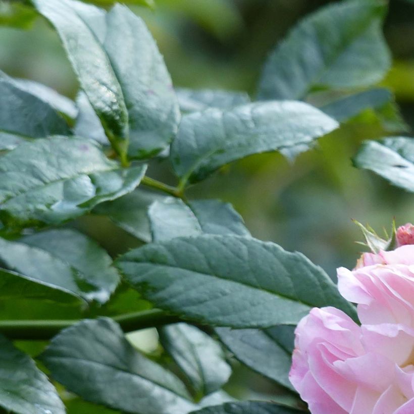 Rosier à fleurs groupées Bouquet Parfait (Feuillage)