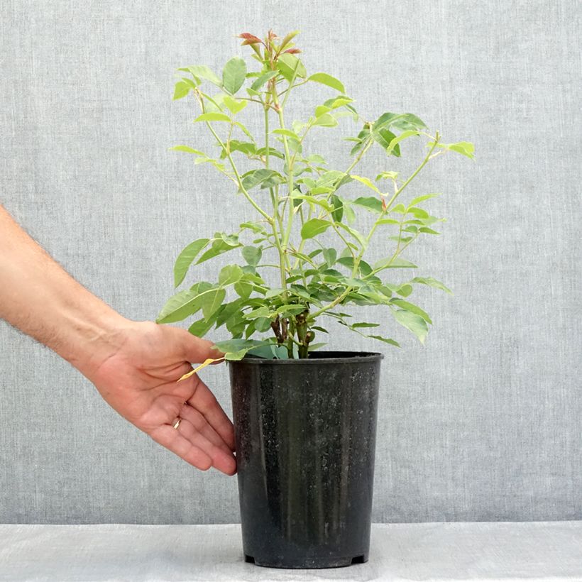 Spécimen de Rosier à fleurs groupées Burgundy Ice Pot de 2L/3L tel que livré en été