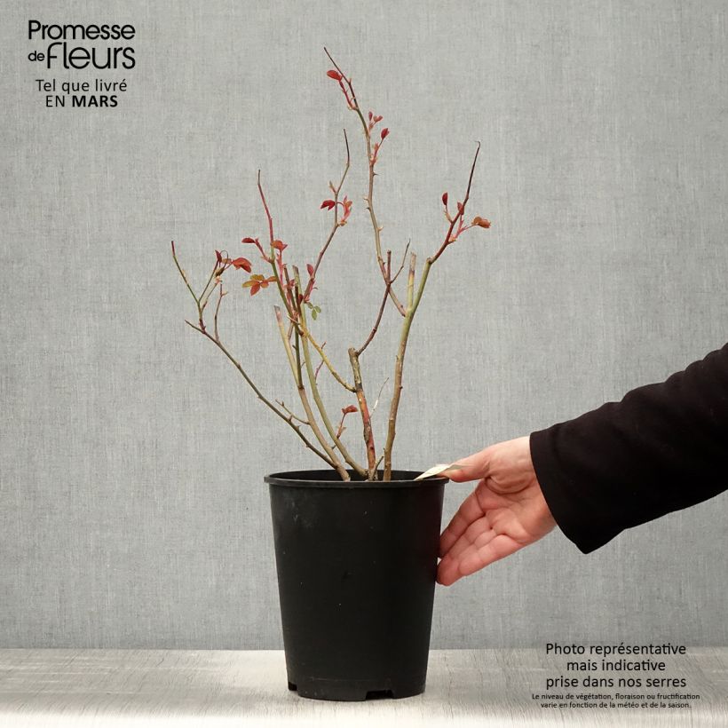 Spécimen de Rosier à fleurs groupées Caroline's Heart - en pot de 4L/5L tel que livré au printemps