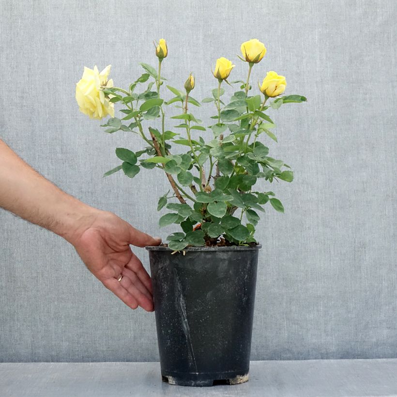 Spécimen de Rosier à fleurs groupées Carte d'Or Pot de 4L/5L tel que livré en été