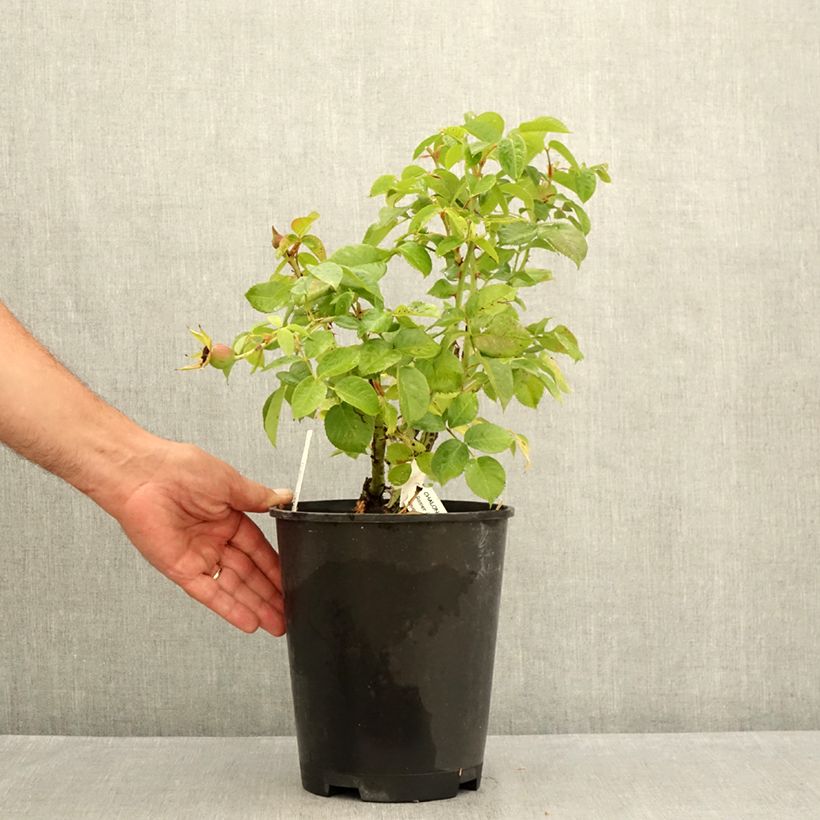 Spécimen de Rosier à fleurs groupées Chalon en Bourgogne Pot de 4L/5L tel que livré en été