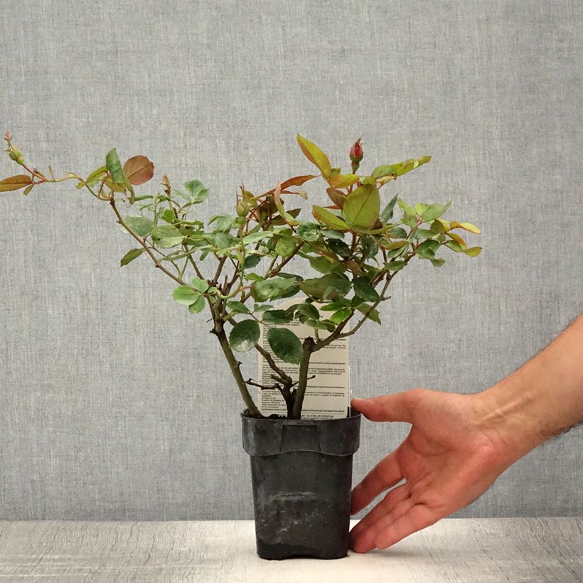 Spécimen de Rosier à fleurs groupées Cherry Bonica Pot de 10 cm/11cm, Issu de bouture tel que livré en été