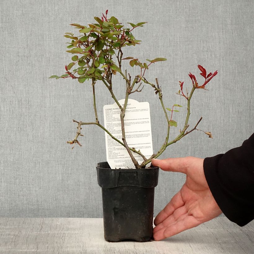Spécimen de Rosier à fleurs groupées Cherry Bonica - Pot de 10 cm/11cm tel que livré au printemps