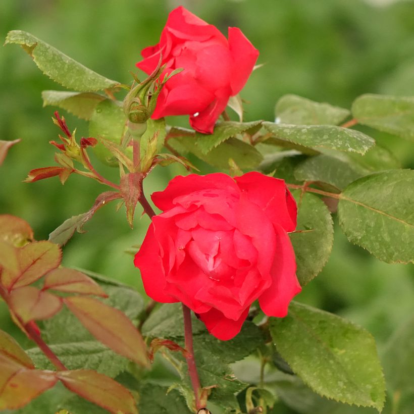 Rosier à fleurs groupées Cherry Bonica (Floraison)