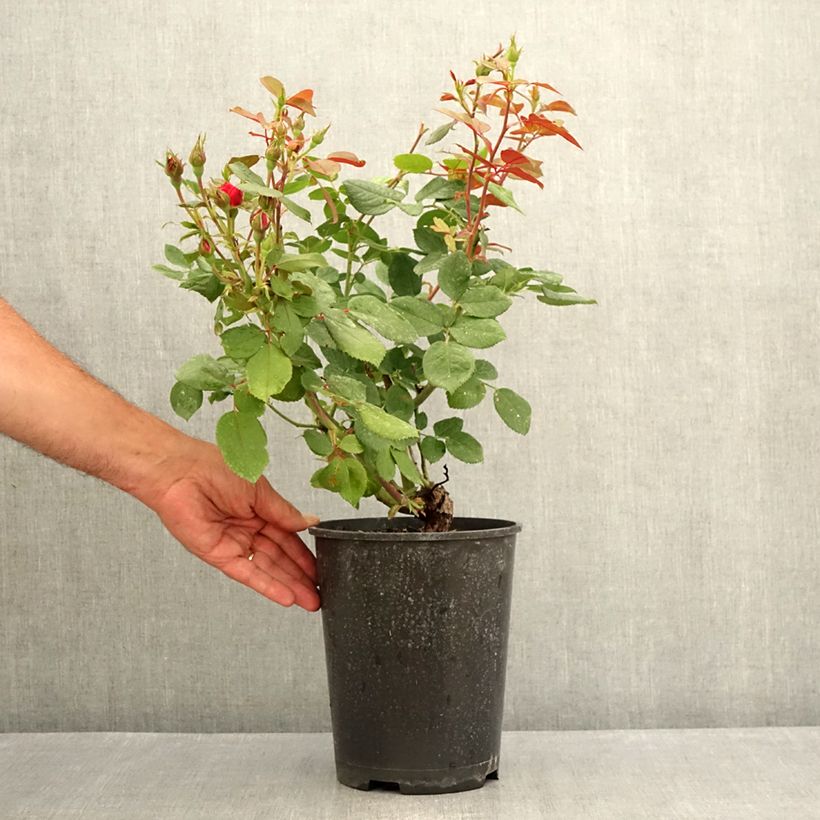 Spécimen de Rosier à fleurs groupées Cherry Bonica Pot de 4L/5L tel que livré en été
