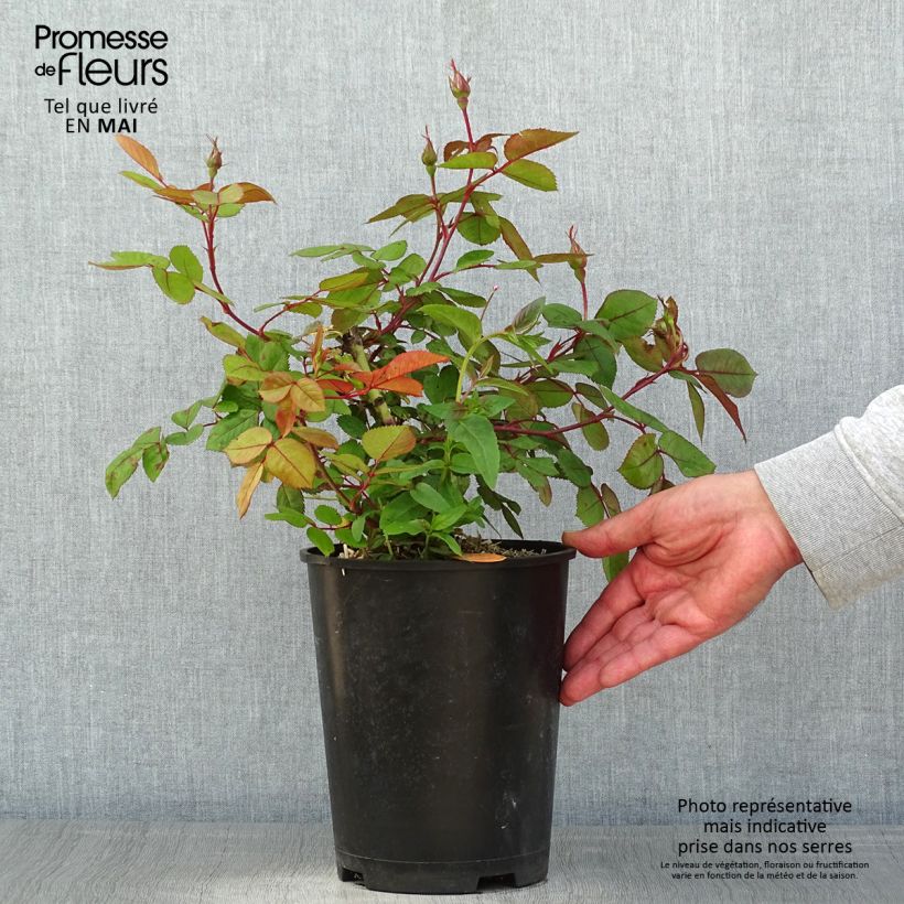 Spécimen de Rosier à fleurs groupées Cherry Bonica pot de 4L/5L tel que livré au printemps