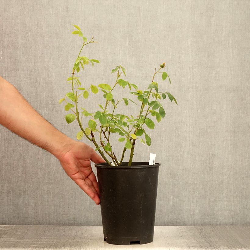Spécimen de Rosier à fleurs groupées Comtesse André d'Oultremont Pot de 4L/5L tel que livré en été