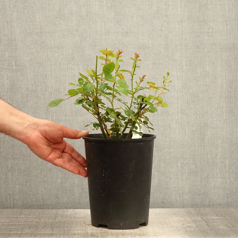 Spécimen de Rosier à fleurs groupées Comtesse André d'Oultremont - Pot de 4L/5L tel que livré au printemps