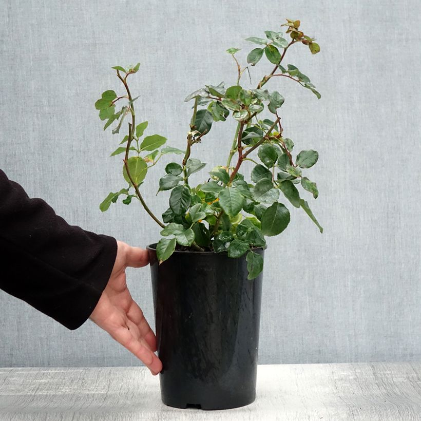 Spécimen de Rosier à fleurs groupées Coral Lions-Rose Pot de 3L/4L tel que livré en automne