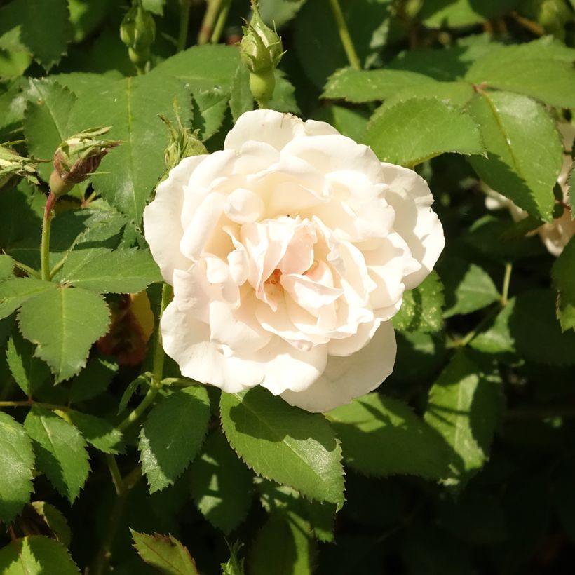 Rosier à fleurs groupées Crème Chantilly (Floraison)