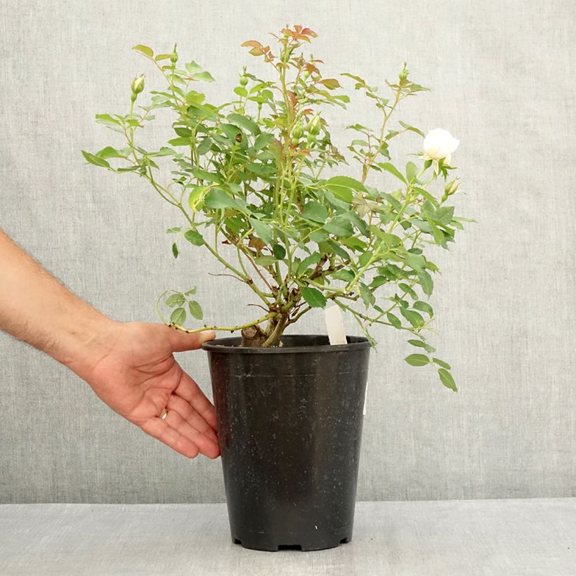 Spécimen de Rosier à fleurs groupées Crème Chantilly Pot de 4L/5L tel que livré en été