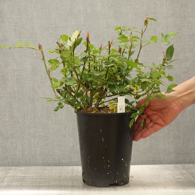 Spécimen de Rosier à fleurs groupées Crème Chantilly Racines pot de 4L/5L tel que livré au printemps