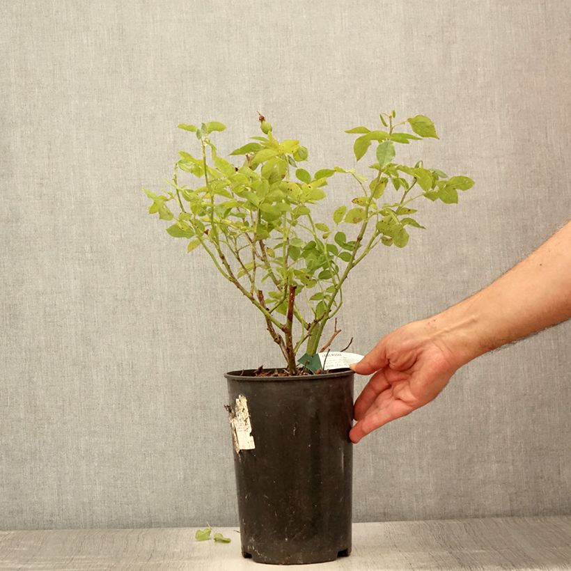 Spécimen de Rosier à fleurs groupées Favorite - Pot de 4L/5L tel que livré en été