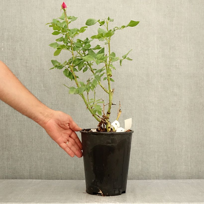 Spécimen de Rosier à fleurs groupées Fizzy Lady Pot de 4L/5L tel que livré en été