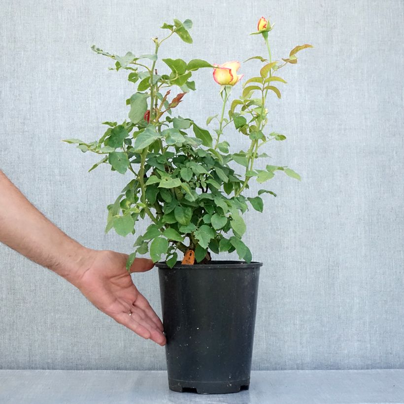 Spécimen de Rosier à fleurs groupées Flame Origami Pot de 4L/5L tel que livré en été