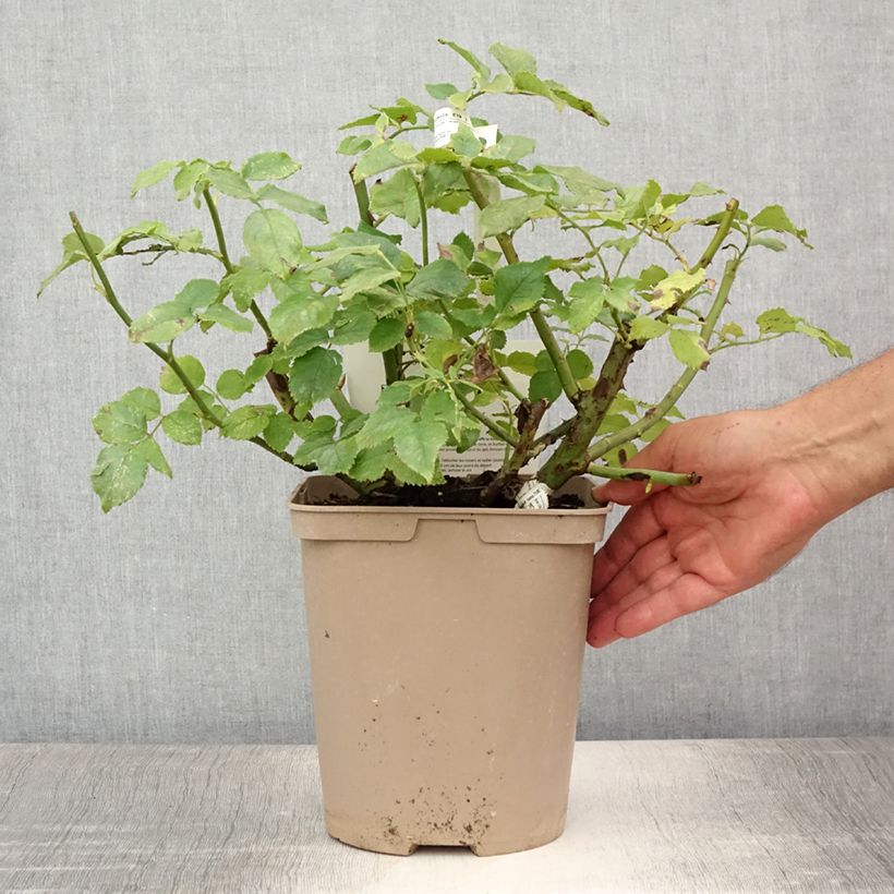 Spécimen de Rosier à fleurs groupées Folle Courtisane Pot de 4L/5L tel que livré en été