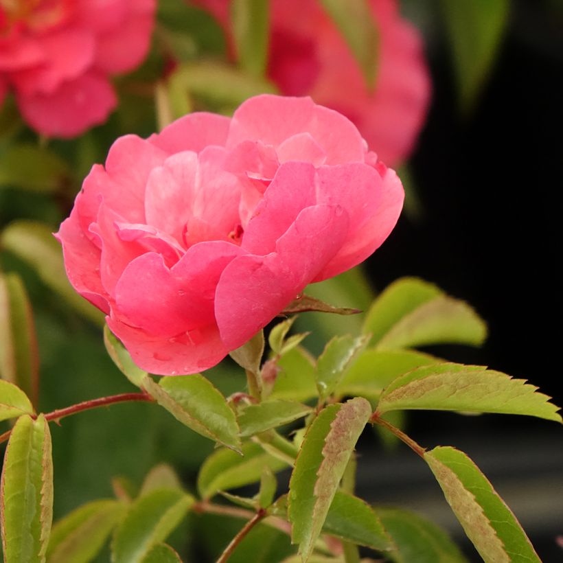 Rosier à fleurs groupées Folle Framboise (Floraison)
