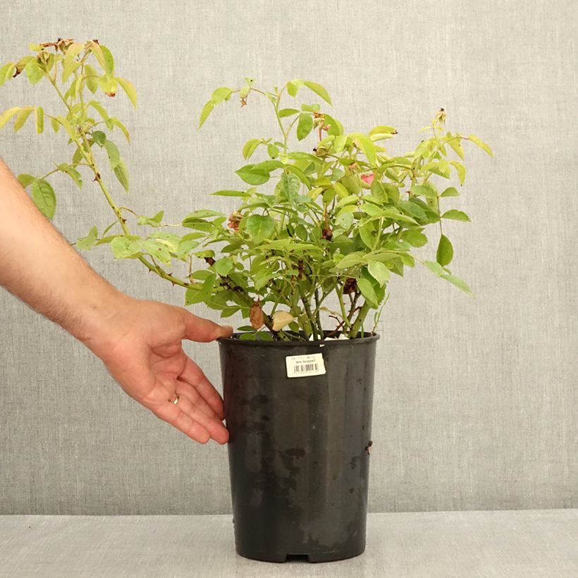 Spécimen de Rosier à fleurs groupées Folle Framboise Pot de 4L/5L tel que livré en été
