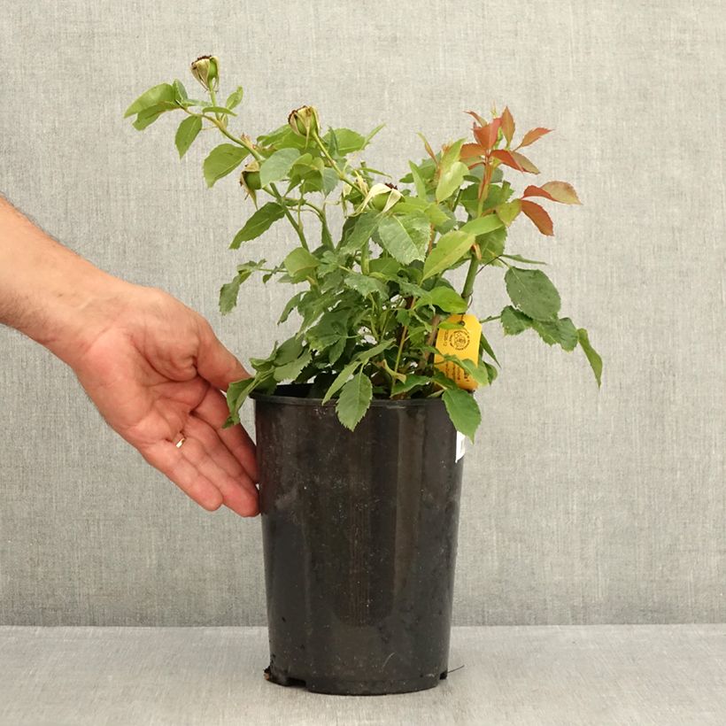 Spécimen de Rosier à fleurs groupées Friesia Pot de 2L/3L tel que livré en été