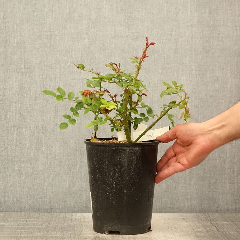 Spécimen de Rosier à fleurs groupées Garance - Pot de 4L/5L tel que livré au printemps