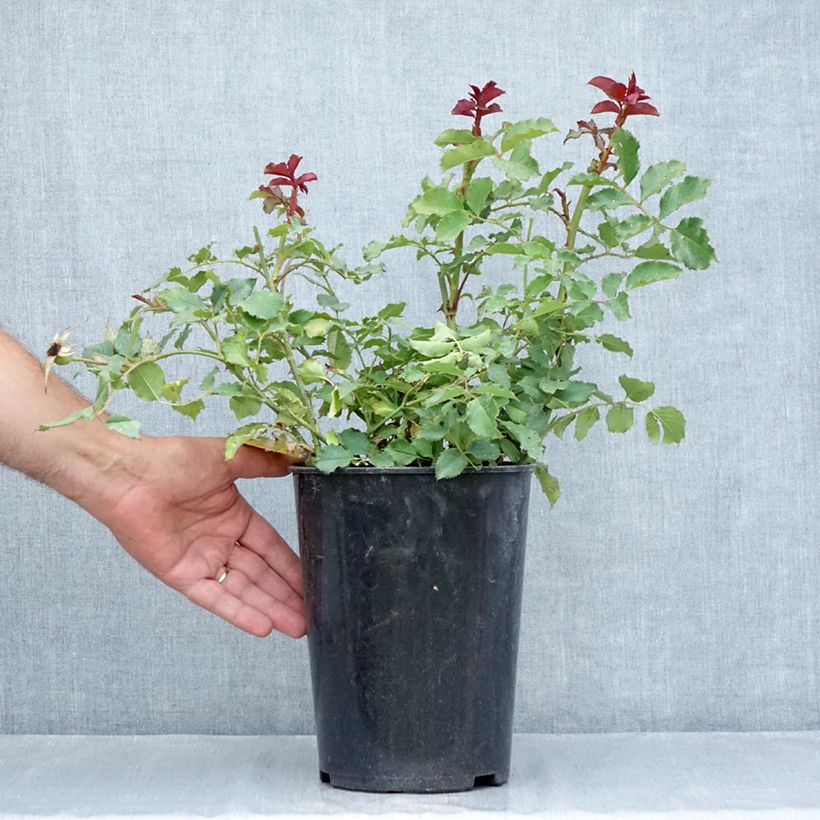 Spécimen de Rosier à fleurs groupées Hedge Charmers - LandLust Pot de 4L/5L tel que livré en été