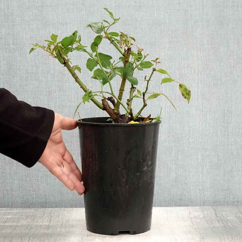 Spécimen de Rosier à fleurs groupées Iceberg (Fée des neiges) Pot de 4L/5L tel que livré en automne