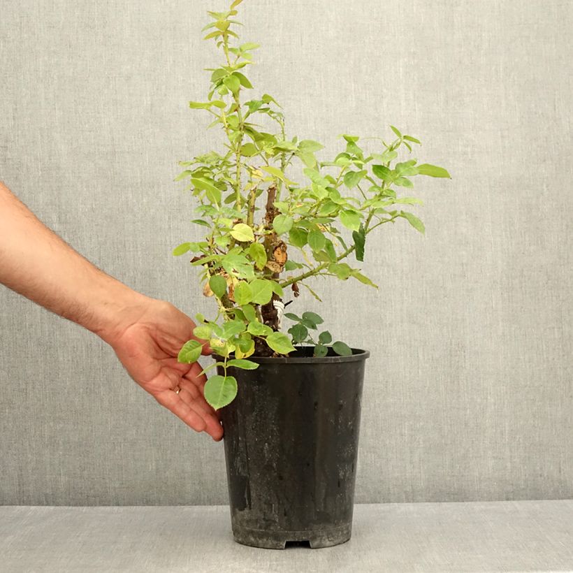 Spécimen de Rosier à fleurs groupées La Sauvagine Terre et Passion Pot de 4L/5L tel que livré en été