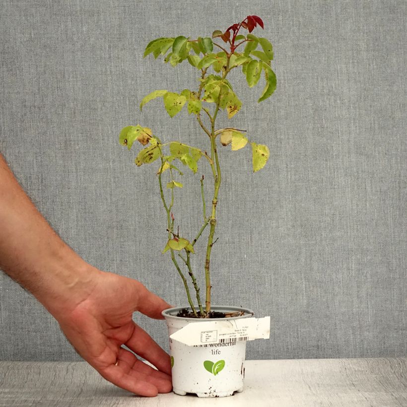 Spécimen de Rosier à fleurs groupées La Sevillana Pot de 10 cm/11cm, Issu de bouture tel que livré en été