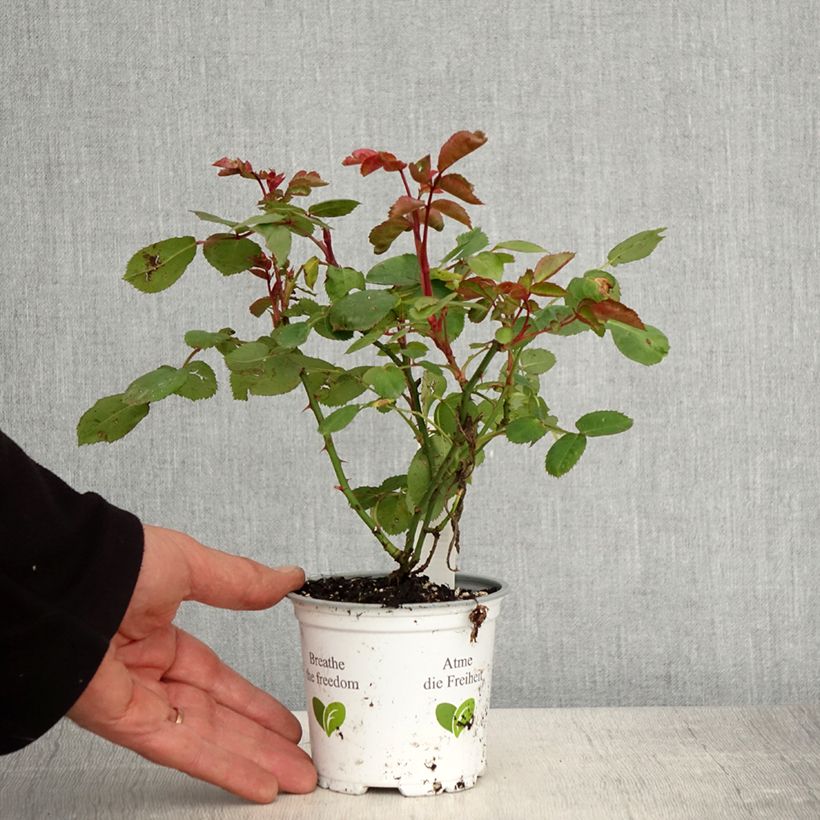 Spécimen de Rosier à fleurs groupées La Sevillana - Pot de 10 cm/11cm tel que livré au printemps