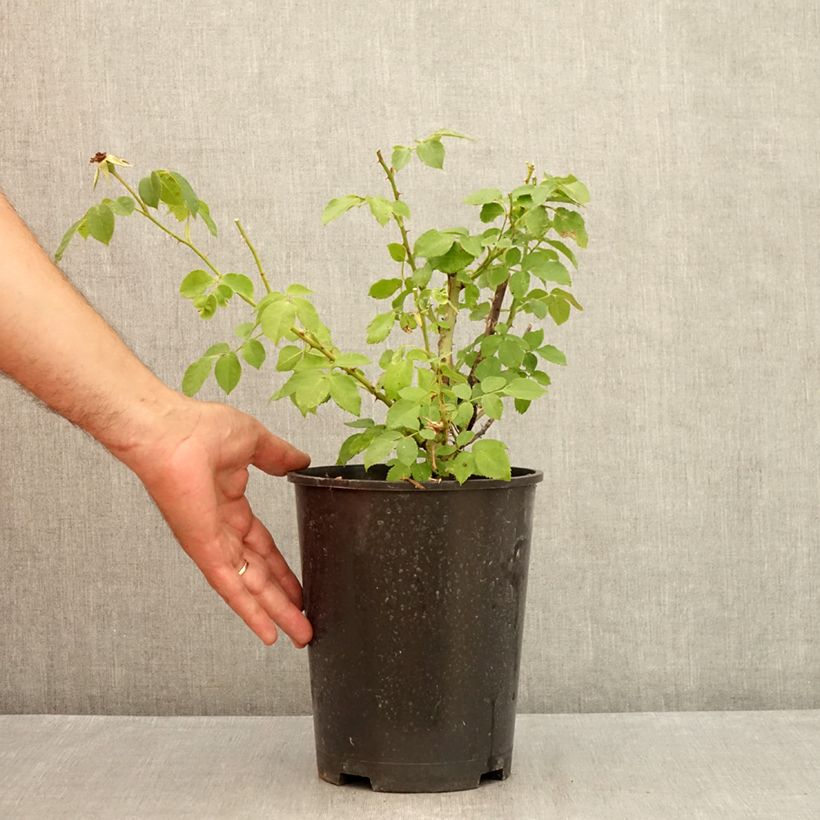 Spécimen de Rosier à fleurs groupées La Sevillana Pot de 2L/3L tel que livré en été